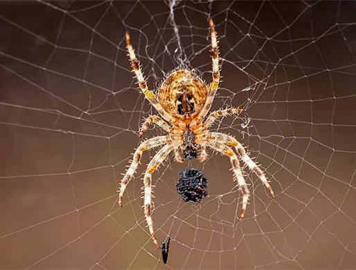 Dedetização de Aranhas em Votorantim