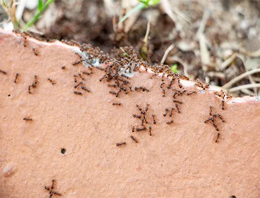 Dedetização de Formigas em Itanhaém