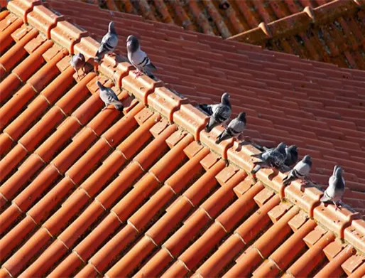 Dedetização de Pombos em Ferraz de Vasconcelos